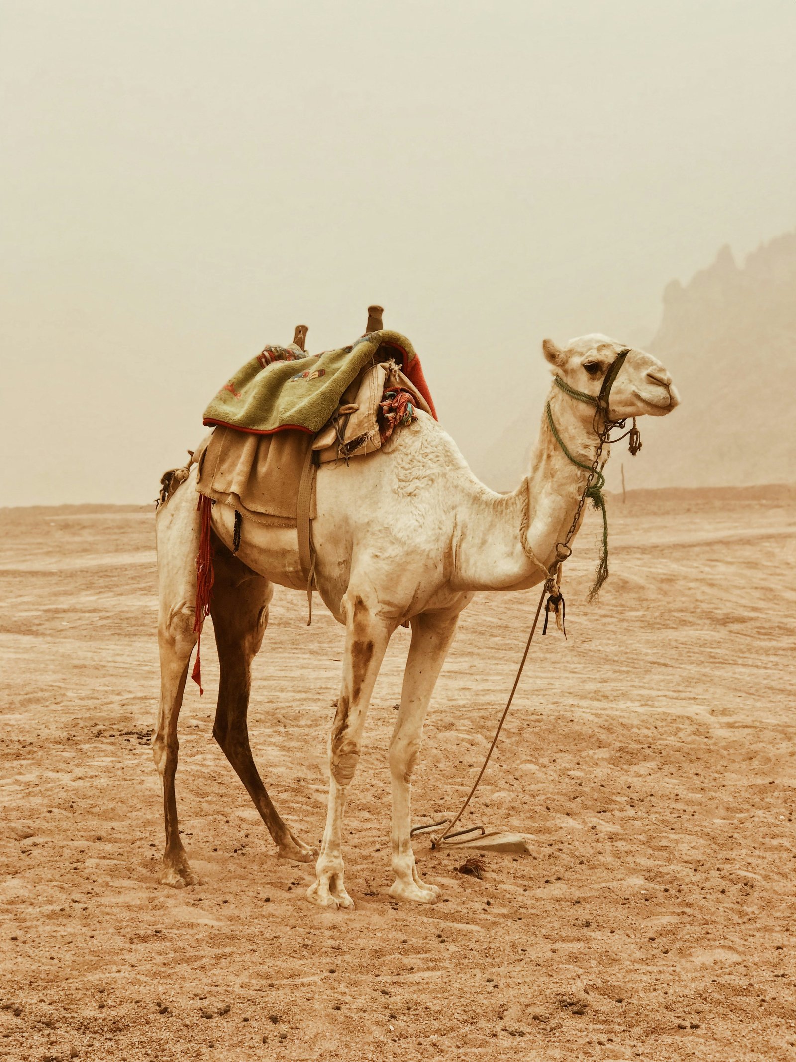 The Extraordinary Adaptations of Desert Mammals for Water Conservation